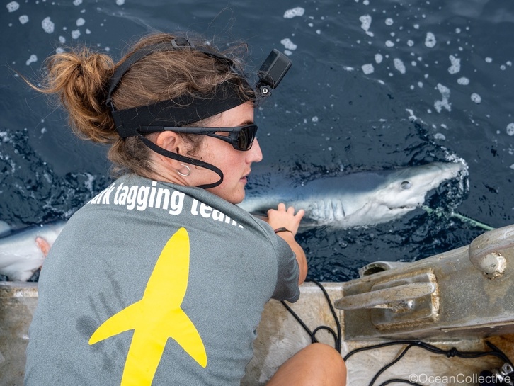 Azti zentroko ikertzailea, marrazoen monitorizaziorako proiektuan.