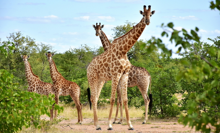 Las jirafas necesitan mucho espacio por sus dimensiones y viven unos 30 años.