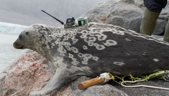  El estudio científico utilizó telemetría, datos de reconocimientos aéreos y análisis genómicos para documentar la existencia de la singular foca anillada de Kangia. 