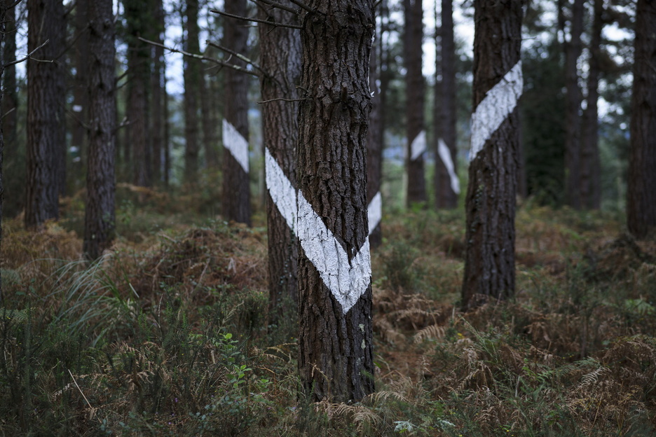 Las visitas guiadas al Bosque de Oma se ofrecerán solo los sábados.