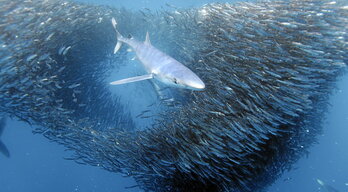 Aztiko taldea, markaketa egun batean. Maite Erauskinek deskribatu du: «Momentua oso polita da, tentsioa dago markatzen ari garenean, eta behin arraina askatuta sentsazioa izugarria da, bozkariozkoa».