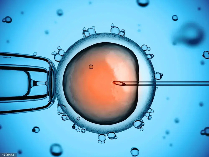 Un óvulo, sometido a un tratamiento de fertilidad. (Europa PRESS)