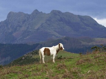 Pottoka bat Urruñako mendietan, Aiako Harria atzean duela.