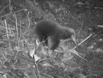 El curioso mamífero «redescubierto».