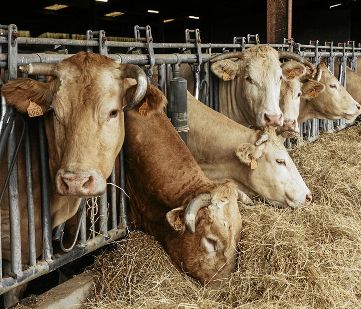 La enfermedad es raramente letal para el animal, pero impacta en el negocio ganadero .