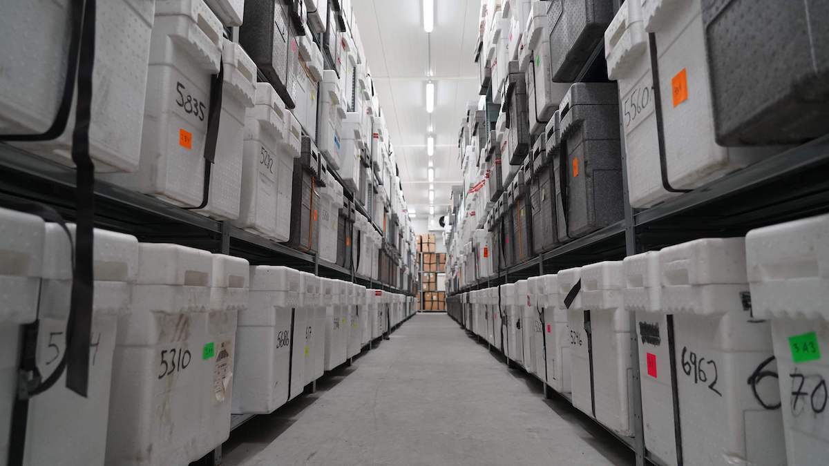 Los bloques de hielo almacenados en esta biblioteca de la Universidad de Copenhague permiten a los científicos entender los cambios en el clima a lo largo de la historia. (James BROOKS/AFP)
