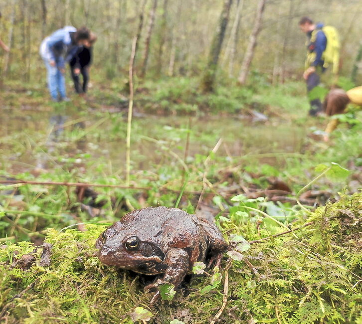 Baso-igel gorri emea, tripa arrautzez betea duela, putzu baten aldamenean, azaro erdialdean.
