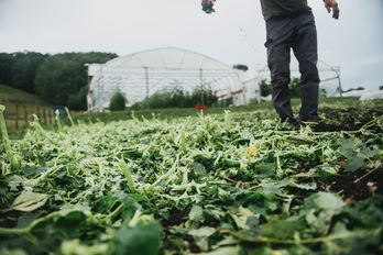 Des grêlons parfois gros comme des balles de ping-pong ont abîmé les cultures d'Espelette à Hasparren.