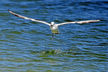 Bonaparte antxeta, Napoleonen iloba Charles Lucien Bonaparteren ohorez horrela deitua. Orain, pertsona batena izango ez duen izena jarri nahi diotenen zerrendan lehenetarikoa.