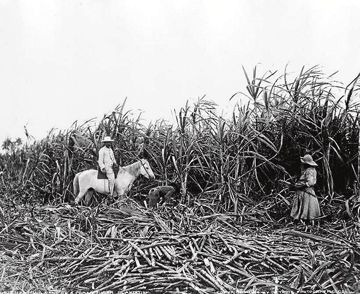 Kubako azukre kanabera plantazio bat (1904ko artxiboko irudia). www.azukrebeltza.eus