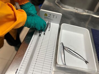 AZTIk Bizkaiko Golkoko antxoaren tamainari buruzko ikerketa egin du.