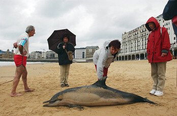 Selon la procédure réglementaire, tout échouage doit être signalé au coordinateur scientifique du Réseau national échouage (RNE).