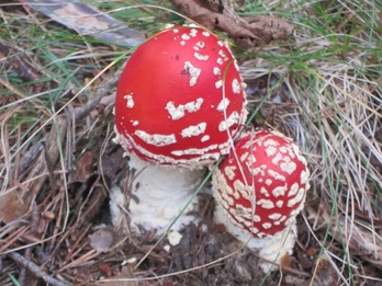 Una amanita.