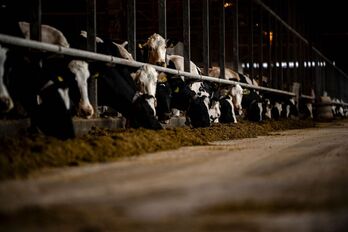 Unas vacas lecheras comen el 6 de diciembre de 2023 en una granja en Taiki, Japón.