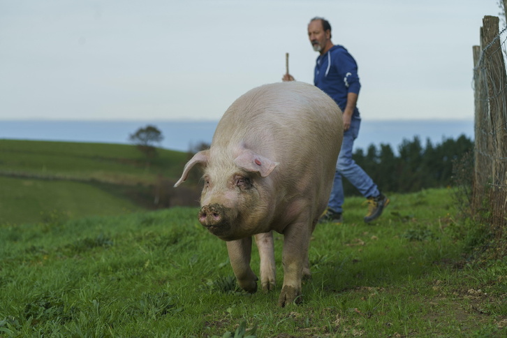 Xixili txerria, Aizarnazabalen.