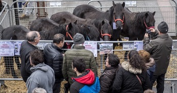 Urdaneta kalean erakusgai jarriko dira pottoka, Euskal Herriko mendiko zaldi eta haragitarako zaldiak.
