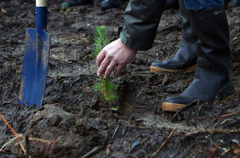 Selon les associations, c’est près d’un million d’arbres qui seraient abattus tous les ans dans les forêts des Pyrénées. 