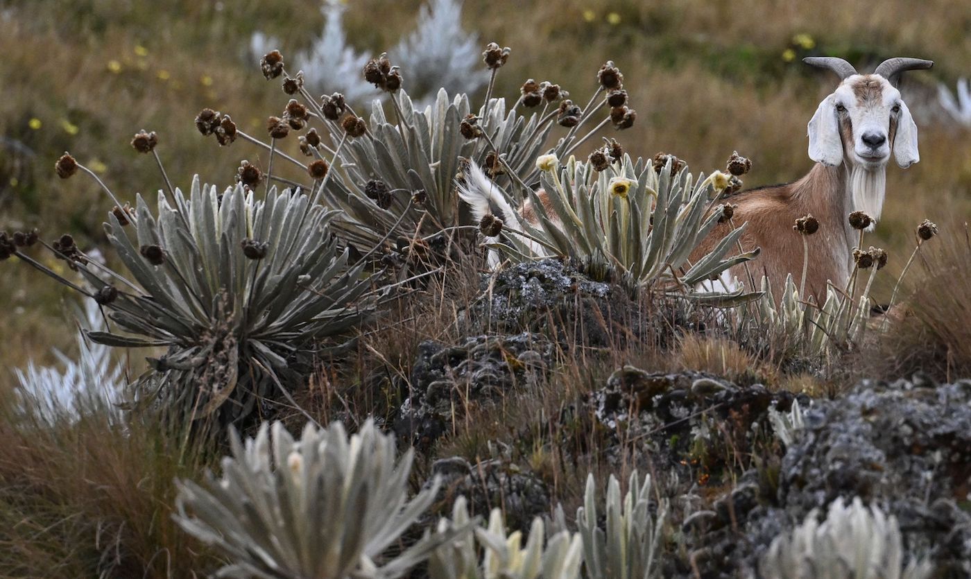 Juan BARRETO/AFP Juan BARRETO/AFP