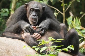 El estudio ha sido realizado con chimpancés y bonobos.
