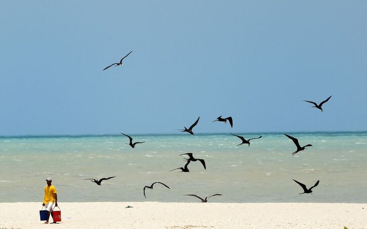 Aves en el Caribe colombiano. 