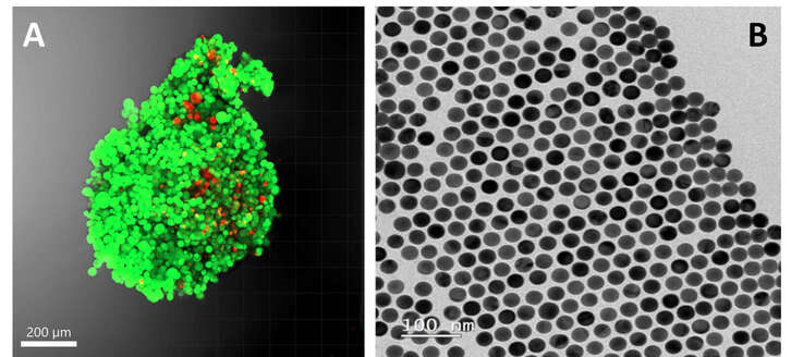 (A) Fibroblastoen (zelula osasuntsu mota baten) hiru dimentsioko kultibo baten fluoreszentzia-argazkia eta (B) SERS teknologian erabiltzen diren urrezko nanopartikulen irudia.
