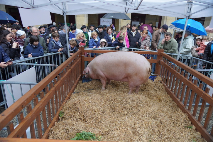 Xixili txerria, Donostiako Santo Tomasetako protagonista.