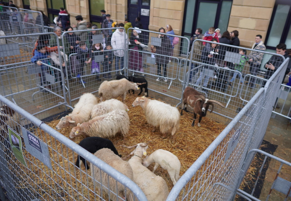 Ardiak eta ahuntzak, Donostiako Okendo plazan.