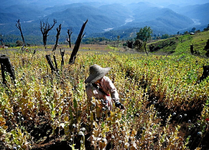 Fotografía tomada en 2019 en Hopong, Myanmar, donde aparece un campesino trabajando en un campo de amapolas. El país asiático es líder en la producción mundial de opio.