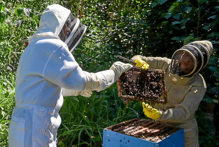 Erlezaina eta biologoa, konfiskatutako zurez egindako erlauntza behatzen.