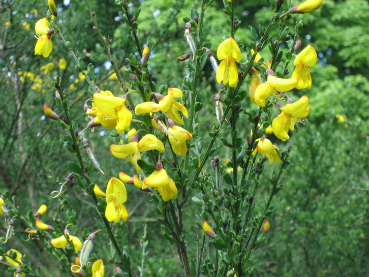 Cytisus scoparius, especie de la que se tomó el nombre de este compuesto vegetal.