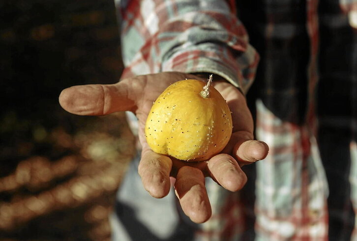 Baionako baratze bateko fruitu bat, ezkerrean, eta, goian Ilso mendiaren gaina, Zalla eta Gordexola artean.