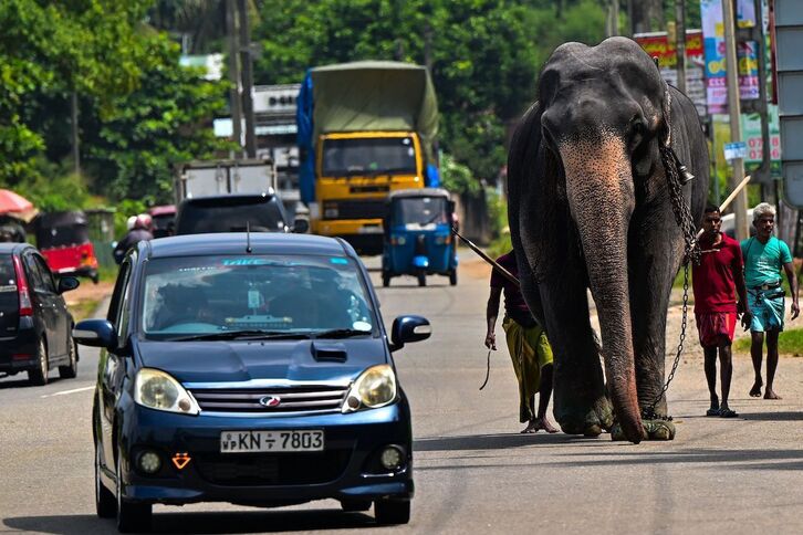 Un elefante domesticado camina por una carretera de Sri Lanka.