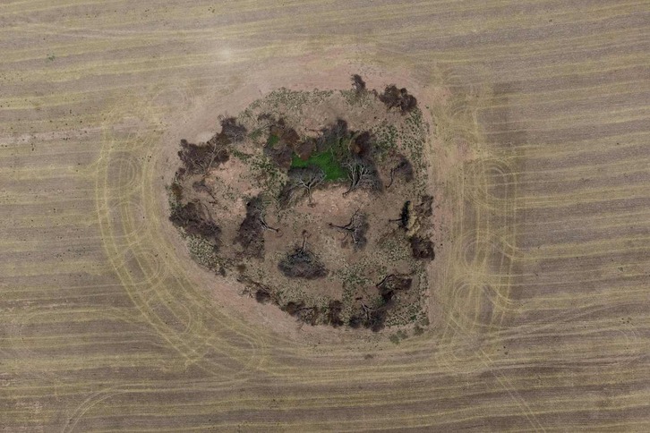 El Gran Chaco es el bioma que ha sufrido las mayores tasas de deforestación en la última década.