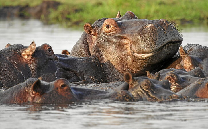 Hipopotamoak Chobe parkean. (Getty Images)