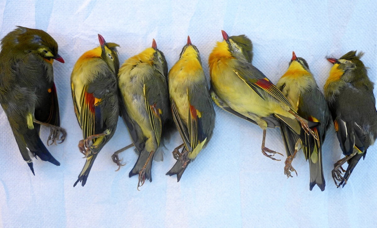 Irungo industrialde batean agertutako zazpi aleak. Iñaki SANZ-AZKUE