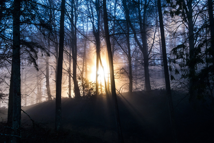 Araba, Bizkaia y Gipuzkoa disponen en la actualidad de una superficie arbolada de 396.191 hectáreas.