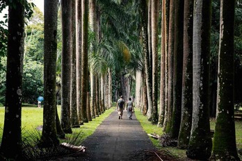 Dos personas caminan por un sendero flanqueado de árboles. 