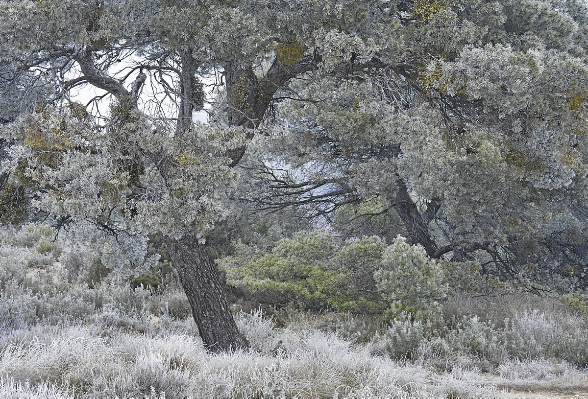 Un pinar con muérdago y romeros helados por una cencellada.