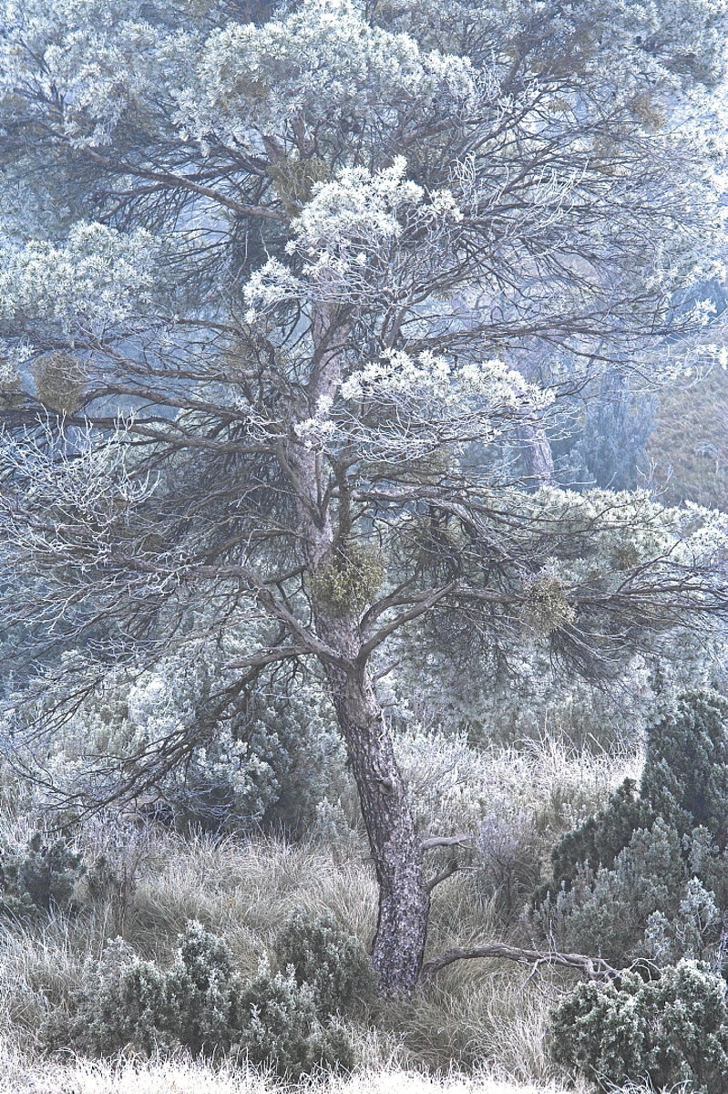 Un pino de Alepo con sabinas, lentiscos y romeros helados por una cencellada.