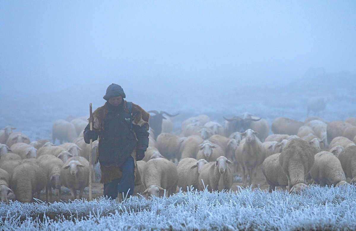 A la caída de la noche, un veterano pastor roncalés conduce sus ovejas al corral entre las heladas estepas de La Blanca.