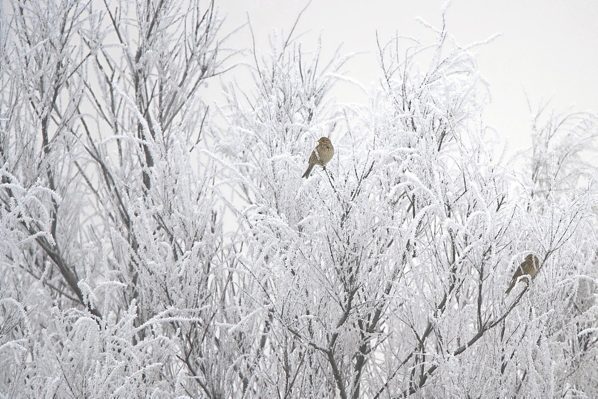 Escribanos palustres sobre un tamariz helado en un barranco de La Blanca.