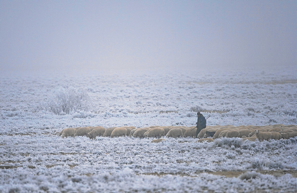 Un pastor trashumante del valle de Zaraitzu conduce sus ovejas entre las estepas de La Blanca, completamente heladas.