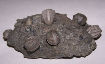 Fósiles de blastoideos, que desaparecieron en la gran extinción del periodo Pérmico.