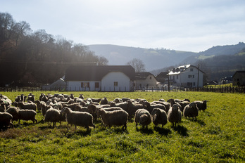 Les Pyrénées-Atlantiques comptaient 9 800 exploitations agricoles au début des années 2020, soit 2 100 de moins que dix ans auparavant selon les chiffres du ministère de l'Agriculture. 