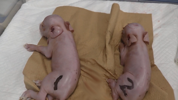 Cerdos modificados genéticamente en Japón para trasplantes a humanos. 