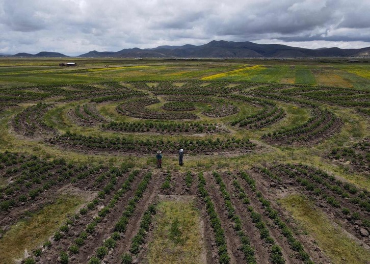 Imagen de un Waru waru, una milenaria técnica agrícola andina.
