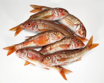 gara-2024-02-13-Noticia