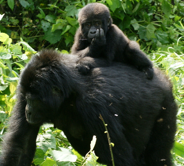 Un joven gorila juega con su madre.