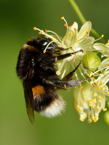 Un ejemplar del abejorro 'Bombus terrestris', con el que se ha realizado el estudio.