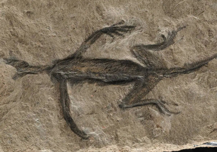 El fósil era catalogado como Tridentinosaurus antiquus.